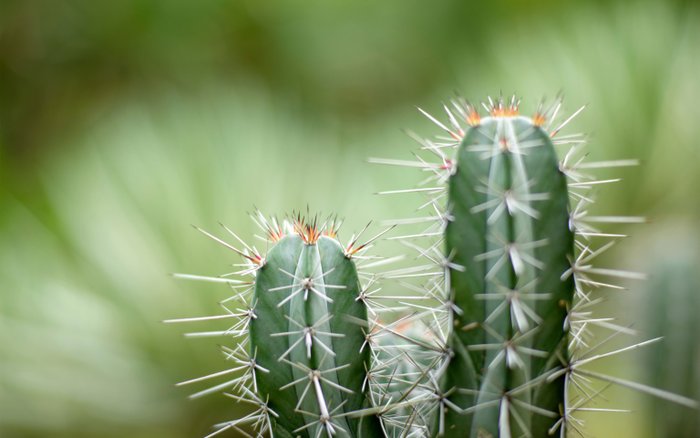 Kaktuspflanze