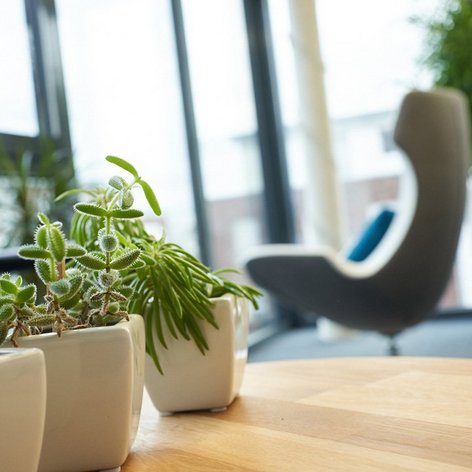 Pflanzen und Kakteen im Büro