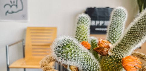 Kaktus im Büro