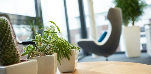Kakteen und Pflanzen im Büro